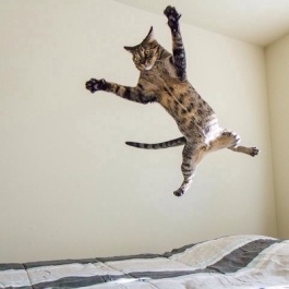 jumpingcat